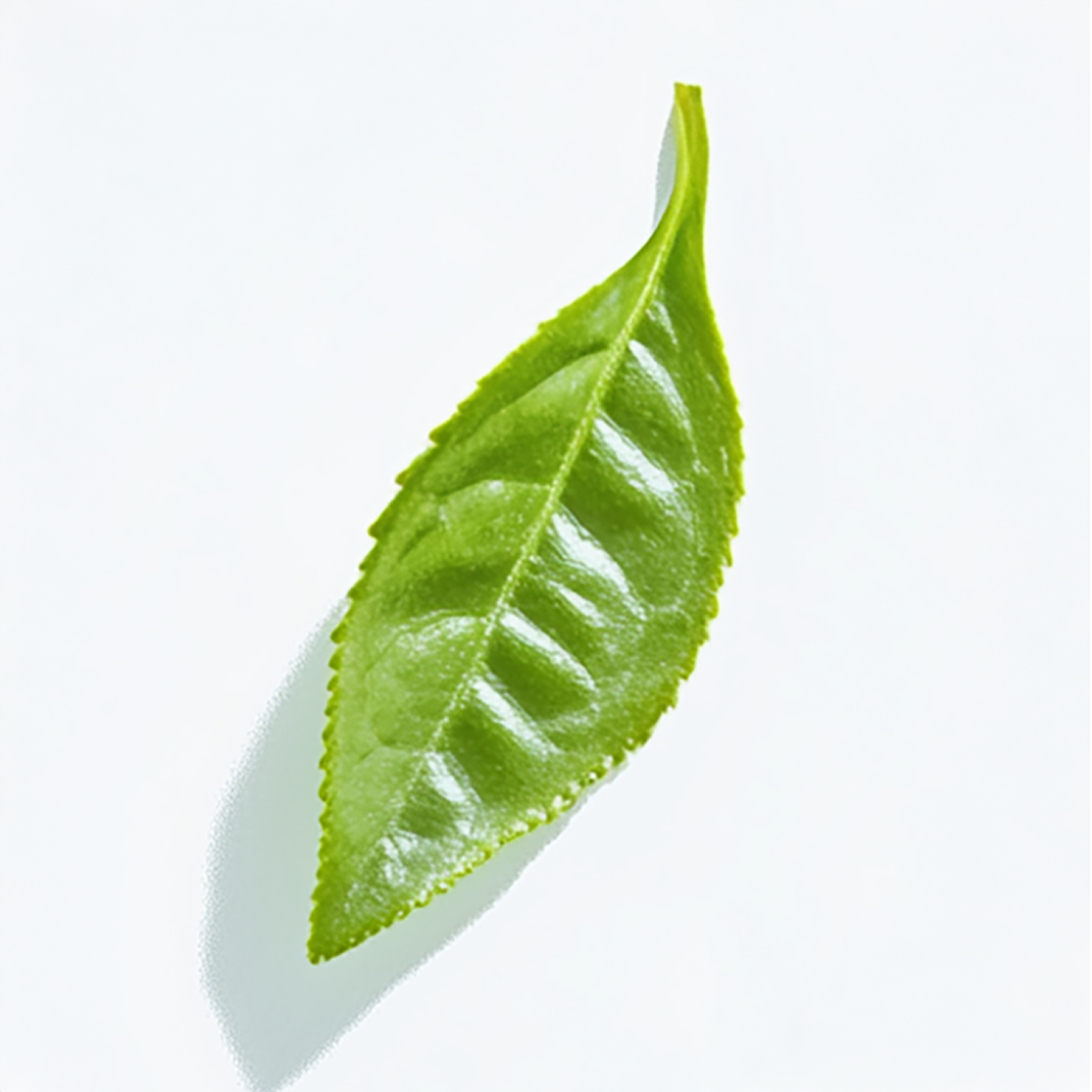 WHiTE PROMiSE 01