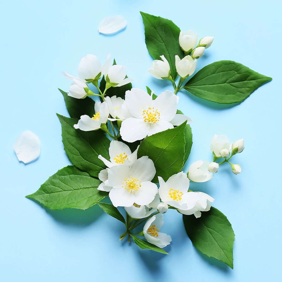 WHiTE PROMiSE 04